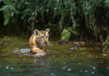 Güzel Bengal kaplanı yavrusu nehirde kameraya karşı yürüyor. Yatay olarak. 