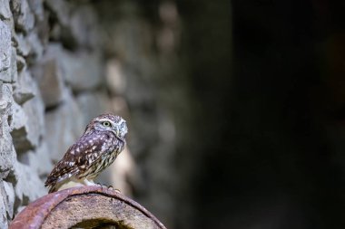 Side view of the little owl (Athene noctua), also known as the owl of Athena is posing in front of a stone wall looking.  Blank dark background is ready for your use. clipart