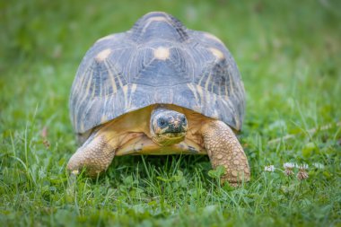 Front view of radiated tortoise walking in the grass. Horizontally. 