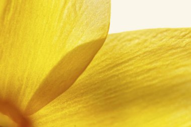 Doğal arka plan. Beyaz arkaplanda sarı çiçek yaprakları var..