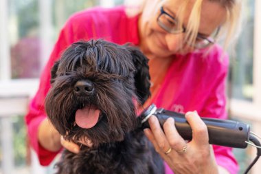 Siyah Schnauzer köpeğinin tımarcı başının yakın görüntüsü. Elektrikli makaslarla. - Tüm potansiyel markalar kaldırıldı.. 