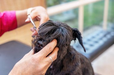 Siyah Schnauzer köpeğinin tımarcı başının yakın görüntüsü. Elektrikli makaslarla. - Tüm potansiyel markalar kaldırıldı.. 