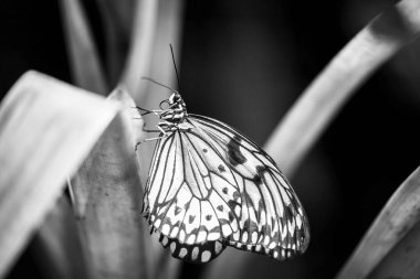 Bitki yaprağına poz veren pirinç kağıdı kelebeğinin siyah beyaz fotoğrafı. Yatay olarak. 