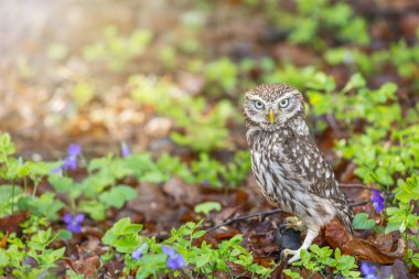 Küçük baykuş, mor menekşe çiçeklerinin yanında ormanda poz veriyor. Yatay olarak. 