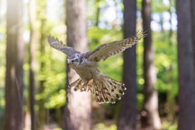 Goshawk ormanda uçuyor, inmeye hazır. Yatay olarak. 