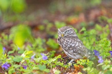 Küçük baykuş, mor menekşe çiçeklerinin yanında ormanda poz veriyor. Yatay olarak. 