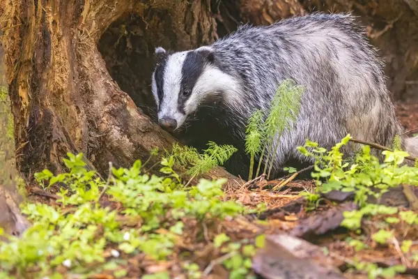 Vahşi hayatta Avrupa portresi. Yatay olarak. 