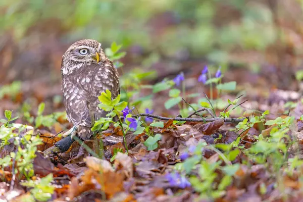 Küçük baykuş, mor menekşe çiçeklerinin yanında ormanda poz veriyor. Yatay olarak. 