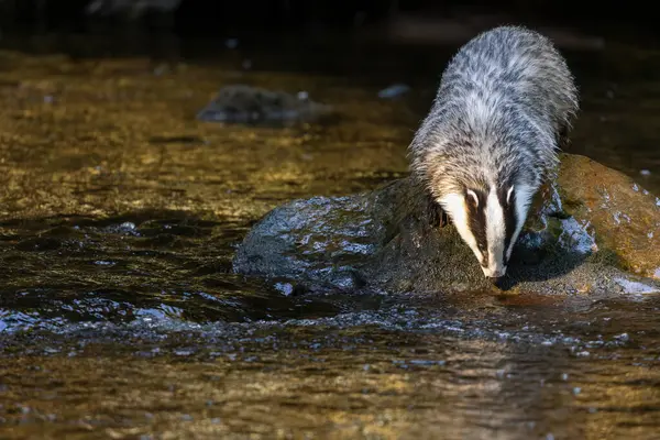 Avrupalı porsuk batan güneşin ışığında nehirden su içiyor.. 