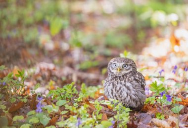 Şirin küçük baykuş ormanda mor menekşe çiçeklerinin yanında oturuyor. Yatay olarak. 