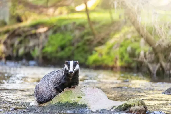 Avrupalı porsuk nehirdeki bir taşın üzerinde poz veriyor. Yatay olarak. 
