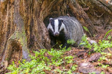 Vahşi doğada şirin bir Avrupalı portresi. Yatay olarak. 