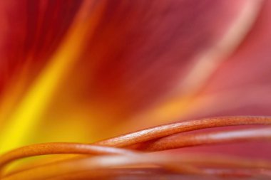 Kırmızı bir Hemerocallis Korsan çiçeğinin soyut çiçek detayı. Yatay.