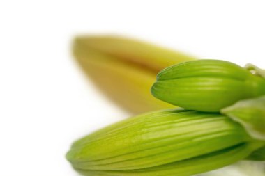 Hemerocallis 'in kırmızı korsan çiçeğinin yeşil tomurcuklarına yakından bakın. Hepsi beyaz arka planda. Yatay.