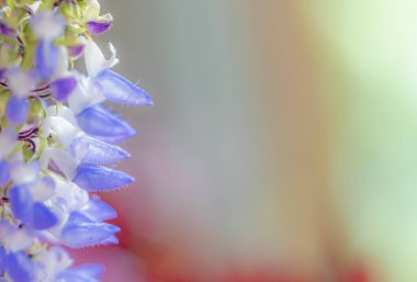 Coleus, alev ısırganı ya da boyalı ısırgan otu (Coleus scutellarioides) olarak adlandırılan bitkinin yakınında. Kullanmak için alanı kopyala. Yatay olarak. 