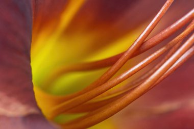 Kırmızı Hemerocallis Korsan Çiçeği 'nin Macro fotoğrafı. Yatay.