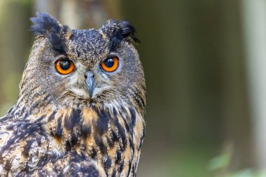 Avrasya kartal baykuşunun başı. Yatay olarak. 