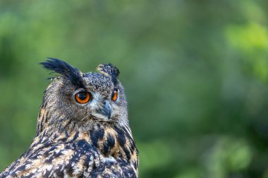 Yakından bakıldığında Avrasya kartal baykuşu (Bubo Bubo). Arka planda bulanık yeşil kopya alanı. Yatay olarak. 