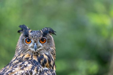Yakın plan: Avrasya kartal baykuşu (Bubo Bubo). Arka planda bulanık yeşil kopya alanı. Yatay olarak. 