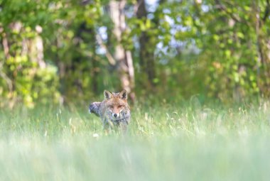 Çimenlerde hareket eden genç kızıl tilkinin portresi. Yatay olarak. 