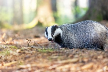 Ormanda poz veren Avrupalı porsuğun yan görüntüsü. Yatay olarak. 