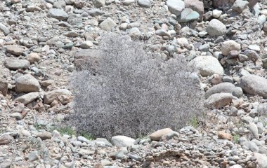 Damızlık çöl bitkileri, Büyük Kanarya