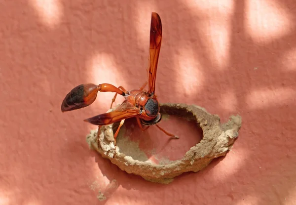 Vermelho Preto Hornet Construindo Seu Ninho Gran Canaria — Fotografia de Stock