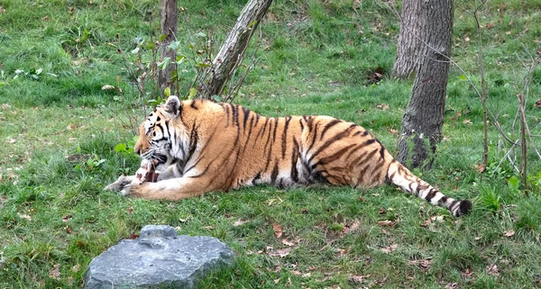 Amour Tygrys Trawie Jedzenie Selektywne Skupienie — Zdjęcie stockowe