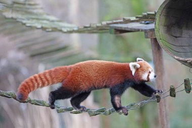 Firefox, Kızıl Panda (Ailurus fulgens) yürüyor