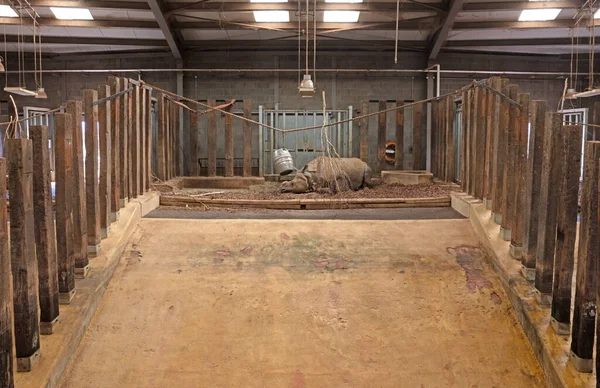 Sleeping greater one-horned rhino in captivity, indoors