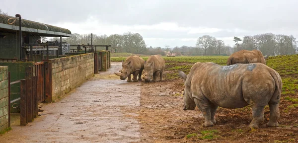 Rinoceronte Bianco Meridionale Ambiente Umido West Midlands Safari Park Inghilterra — Foto Stock