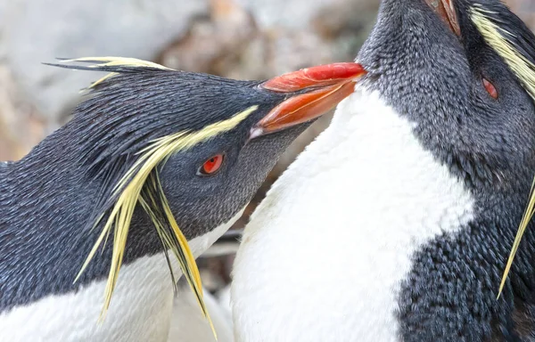 Північний Рокгоппер Пінгвін Eudyptes Moseleyi Вибірковий Фокус — стокове фото