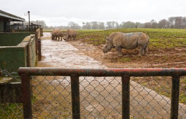 Batı Midlands Safari Parkı 'nda ıslak bir ortamda Güney Beyaz Gergedan, İngiltere