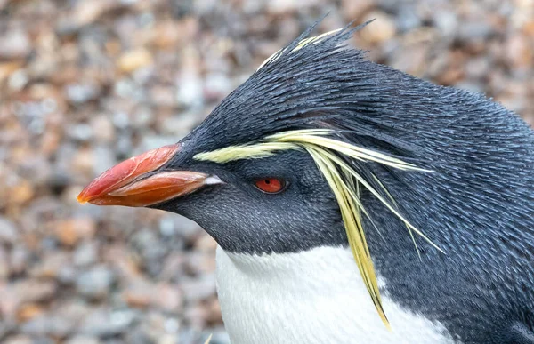Kuzey Rockhopper Pengueni (Eudyptes moseleyi), seçici odaklanma