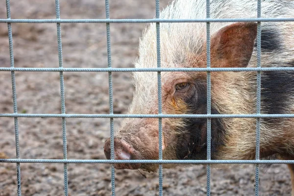 Brudna Świnia Szukająca Pożywienia Selektywne Skupienie — Zdjęcie stockowe