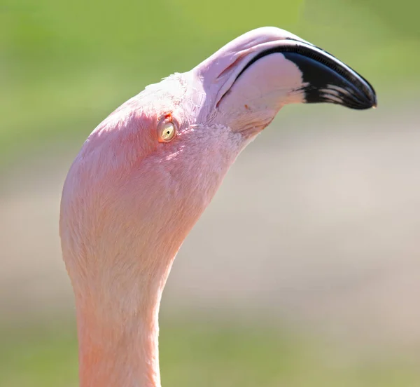 Çimen Arka Planlı Pembe Flamingo Göze Özel Odaklanma — Stok fotoğraf