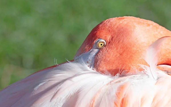 Rózsaszín Flamingó Fűvel Háttér Szelektív Fókusz Szem — Stock Fotó