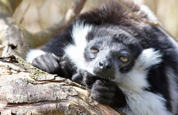 Endemisk Svart Vit Rufsig Lemur Varecia Variegata Subcincta — Stockfoto