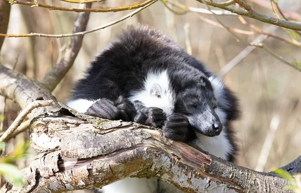 Endemik Siyah Beyaz Yakut Lemur Varecia Variegata Subcincta — Stok fotoğraf