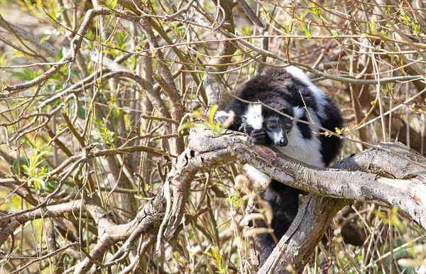 Endemic Black White Ruffed Lemur Varecia Variegata Subcincta — Stock Photo, Image
