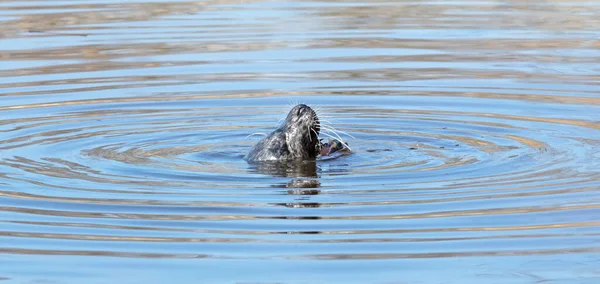 Common Seal Water Eating Frog Selective Focus — Stock Photo, Image