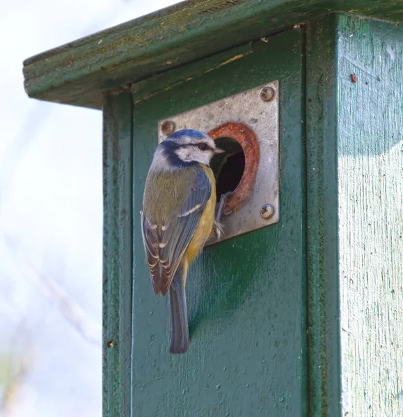 Blue Tit Cyanistes Caeruleus Perched Hole Wooden Nest Box Looking — Fotografia de Stock
