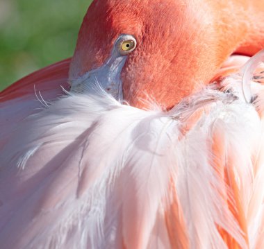 Çimen arka planlı pembe flamingo, göze özel odaklanma