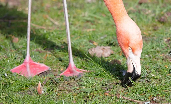 Flamingo Rosa Com Fundo Grama Foco Seletivo Olho — Fotografia de Stock