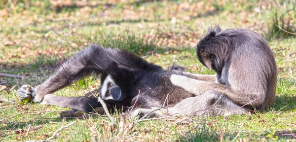 Vita Händer Gibbons Enjowing Varandras Sin Naturliga Miljö — Stockfoto