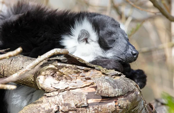 Endemisk Svart Vit Rufsig Lemur Varecia Variegata Subcincta — Stockfoto