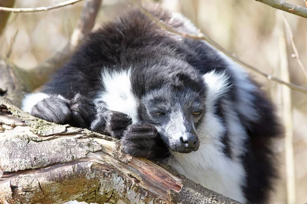 Endemic Black White Ruffed Lemur Varecia Variegata Subcincta — Stock Photo, Image