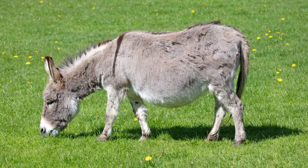 stock image Pregnant donkey standing on green grass, selective focus