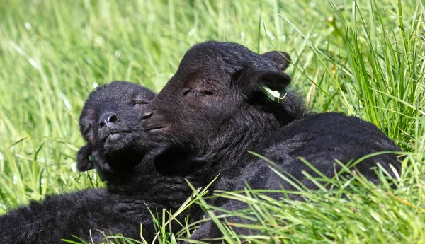 Two Black Baby Sheep Resting Grass Selective Focus — Stock Photo, Image