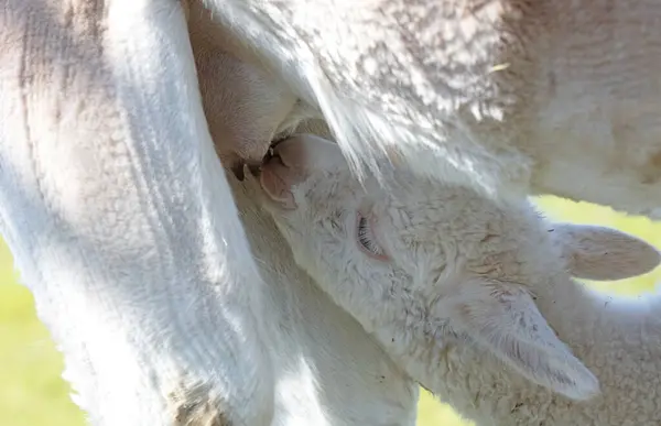 White Alpaca Mother Feeding Her Baby Selective Focus — Stock Photo, Image